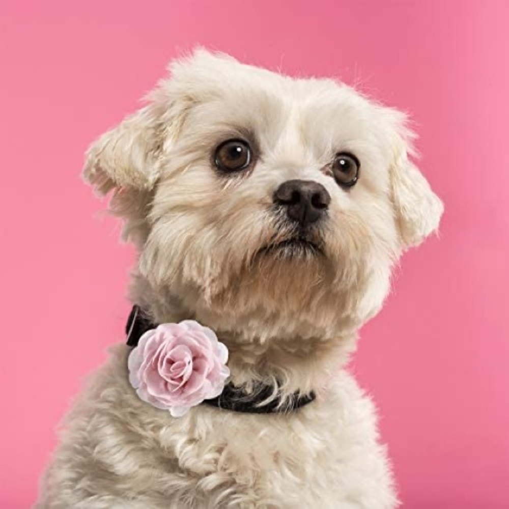 Anthropologie Found -Pink Flower Bow for Dogs